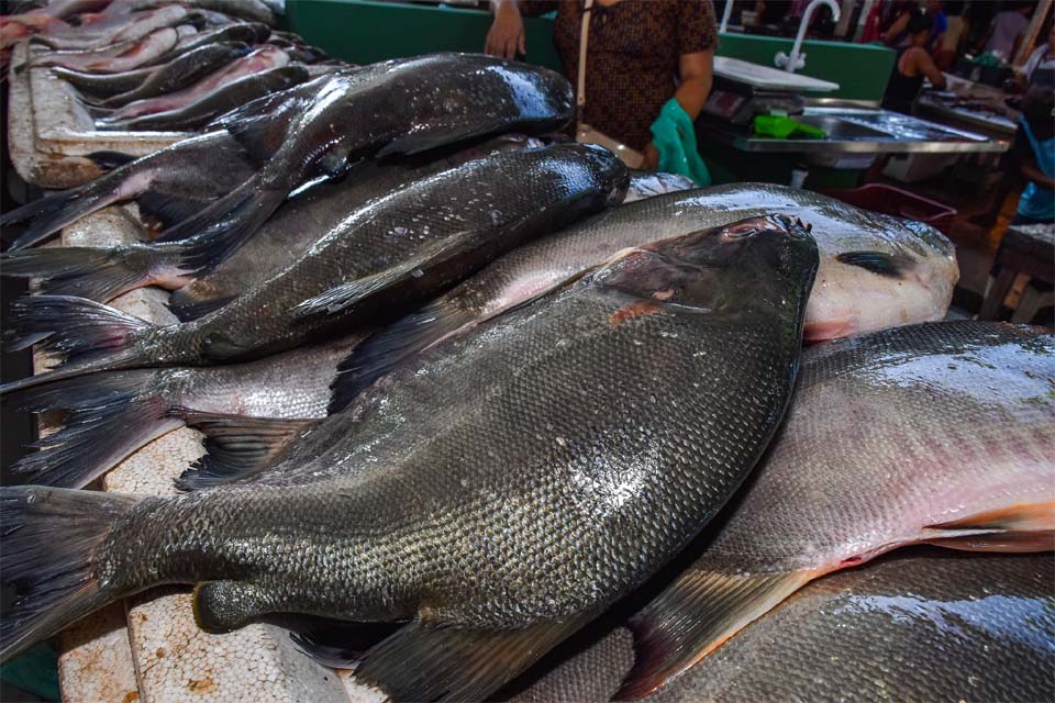 Populações de Rondônia e outros estados da Amazônia ingerem mercúrio acima do limite aceitável, revela estudo científico