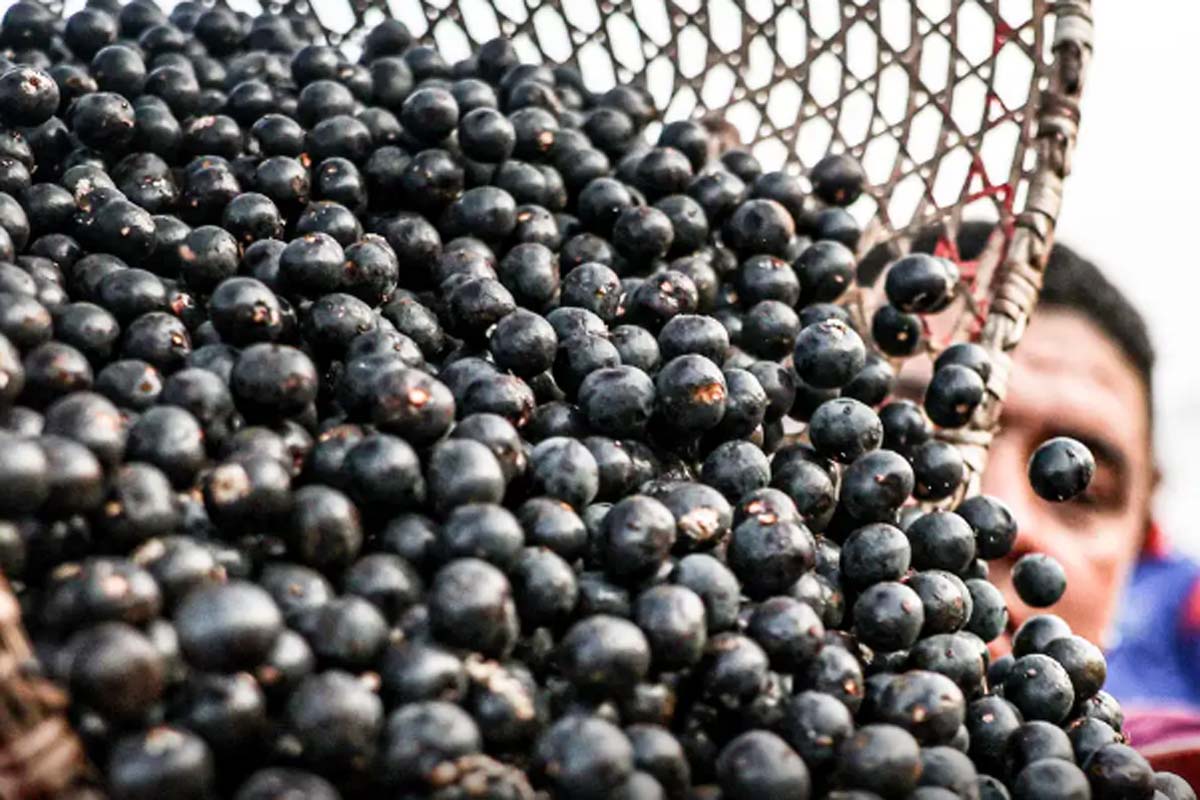 China facilita exportação de polpas e frutas congeladas brasileiras
