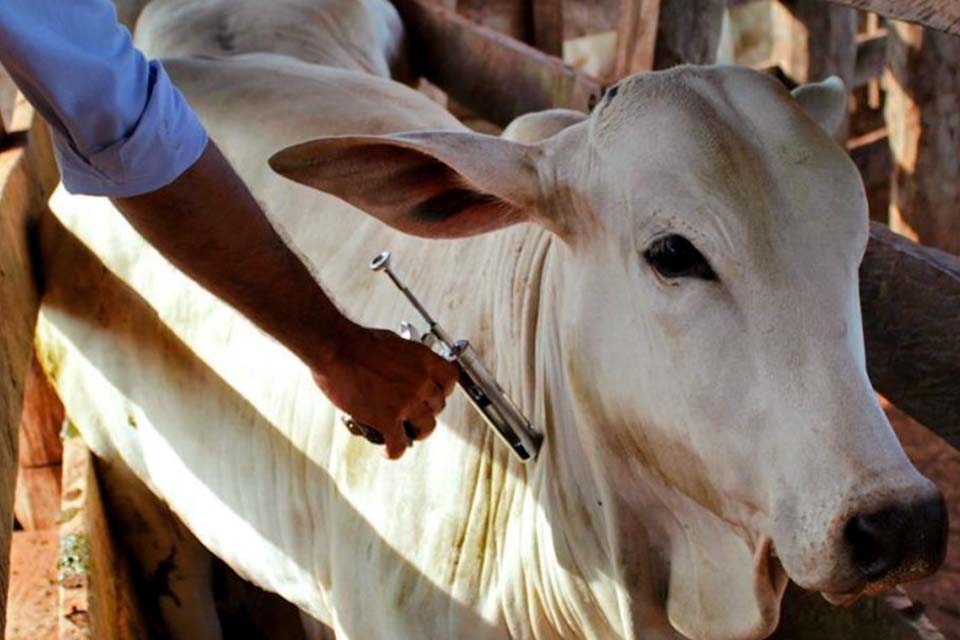 Brasil se torna livre de febre aftosa sem vacinação, informa governo