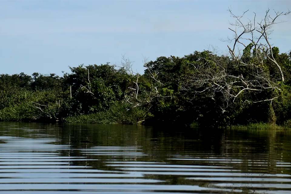 BNDES e Petrobras investem na recuperação de manguezais do Brasil