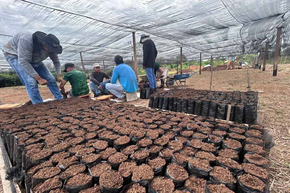 Porto Velho prepara entrega de mudas de cacau para agricultores familiares