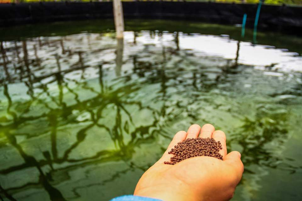 Projeto “Boas Práticas na Produção de Formas Jovens” vai implantar mecanismos para rastrear setor aquícola em Rondônia