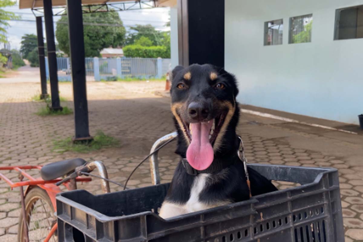 A Clinica de Bem Estar Animal realiza atendimento gratuito
