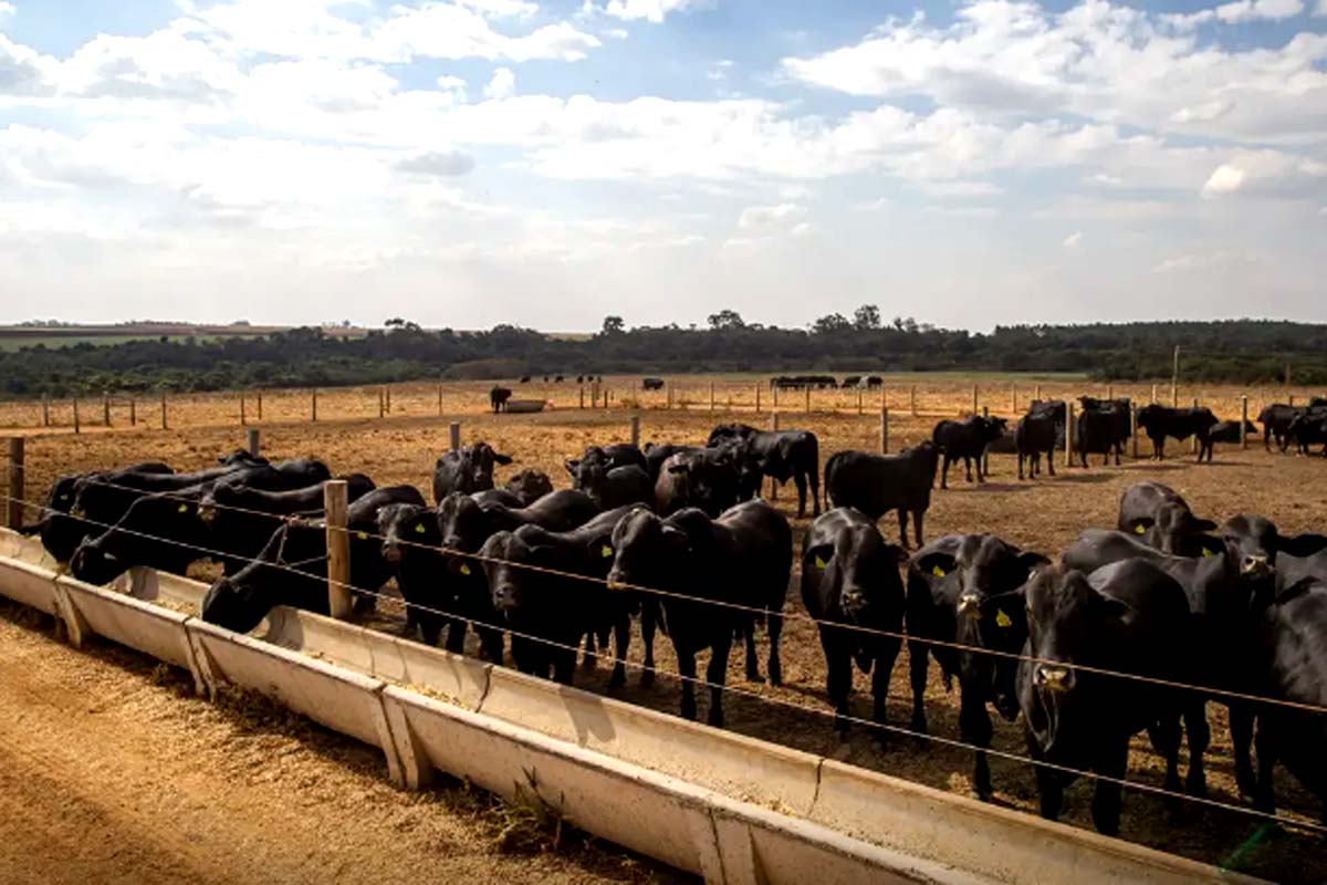 Agro cresce 11,7%, impulsiona PIB e ganha participação na economia