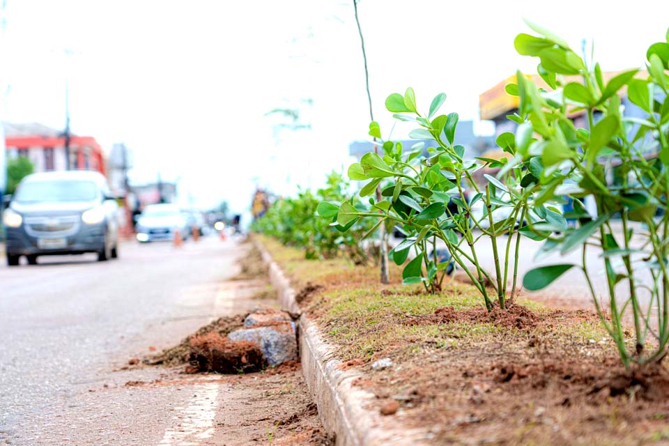 Prefeitura de Porto Velho segue com o plantio de mudas na avenida Vieira Caúla