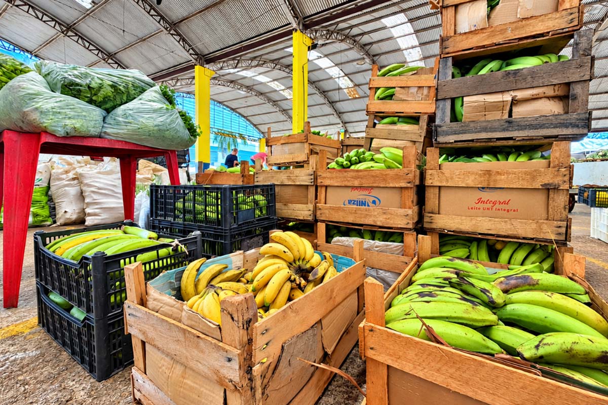 Transporte da Produção aproxima o campo do mercado em Porto Velho