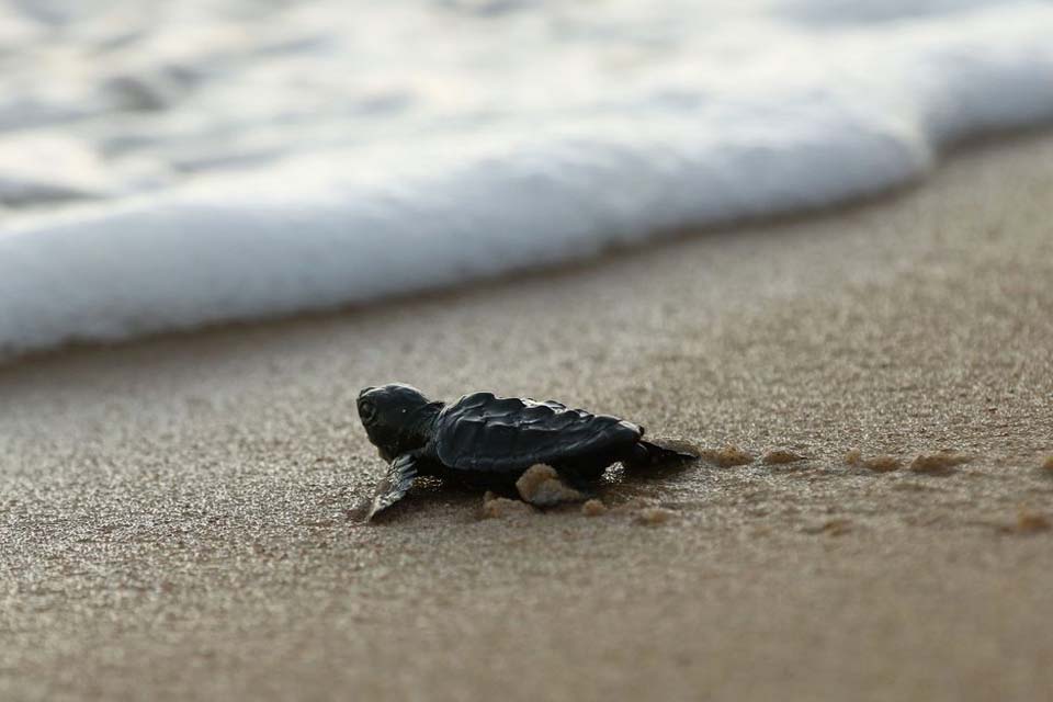 Governo institui plano para o desenvolvimento dos recursos marítimos