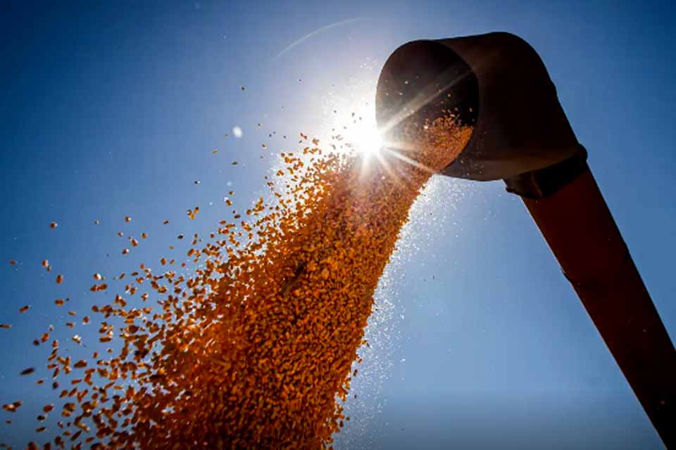 Valor da produção agrícola brasileira recua 3,9% em 2024, mostra IBGE