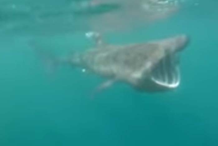 Mergulhador faz vídeo incrível bem perto da boca de tubarão 
