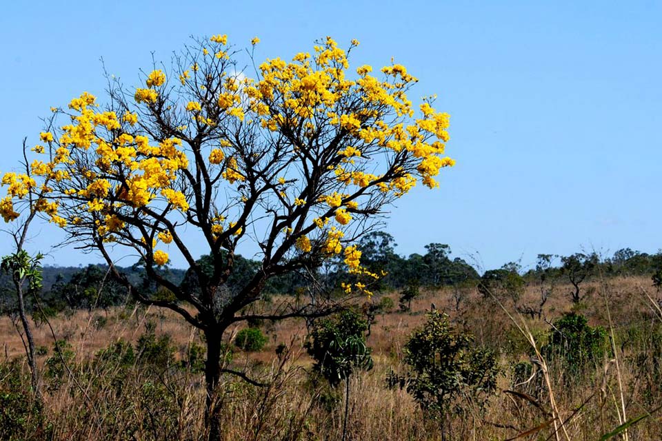 De 2000 a 2018, Brasil perdeu 7,6% de suas florestas diz IBGE