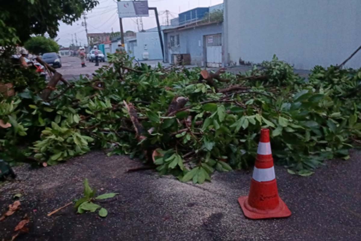 Equipes removem árvores caídas após temporal e reforçam cuidados durante mudanças climáticas