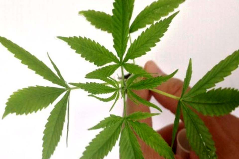 Anvisa fará consultas públicas sobre regulamentar a Cannabis medicinal