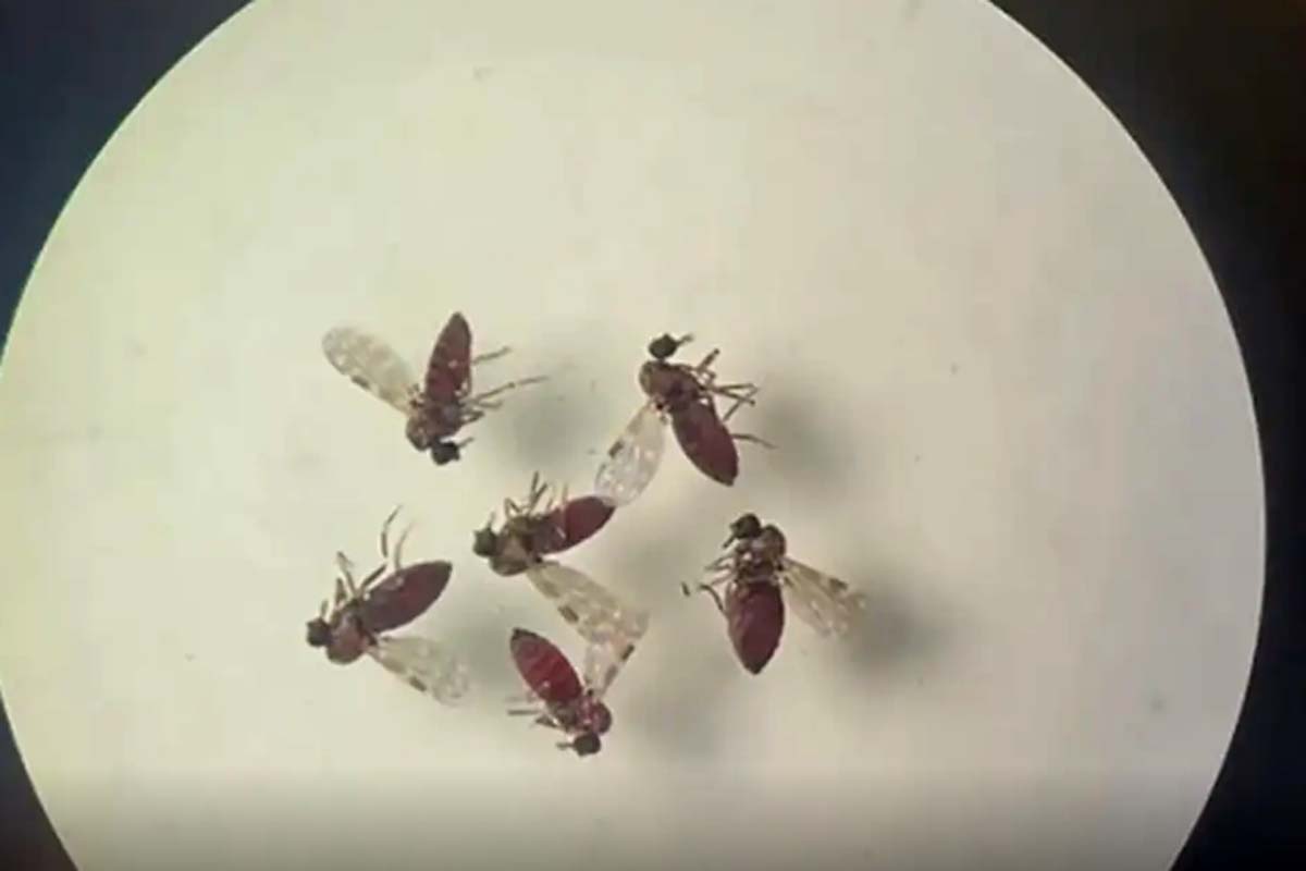 Subnotificados, casos de Oropouche atingem 2% da população brasileira