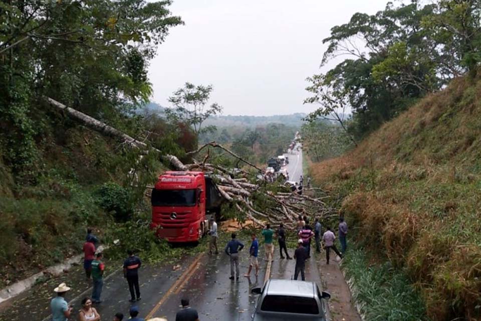 Árvore cai, atinge veículos e deixa BR-364 interditada entre Jaru e Ariquemes