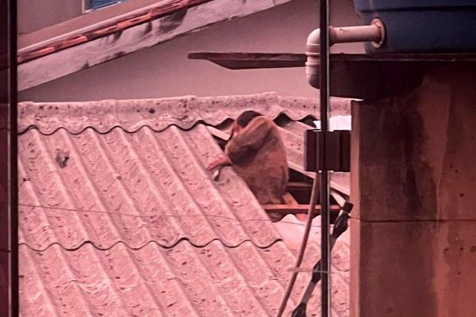  Homem é preso após ser flagrado entrando em residência pelo telhado