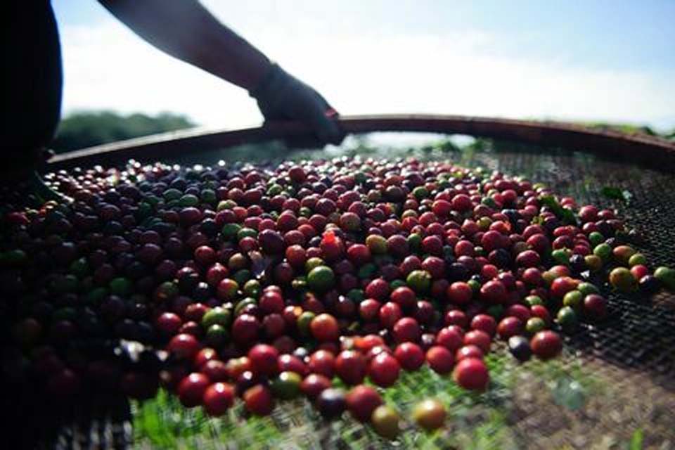 Agricultura brasileira ultrapassa R$ 1,14 trilhão no Valor Bruto da Produção