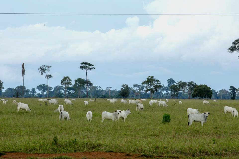 Potencial produtivo da agropecuária rondoniense será um dos destaques na 10ª Rondônia Rural Show