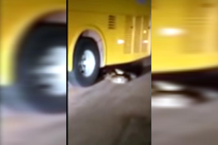 Ônibus passa várias vezes em cima de cobra sucuri na BR-364