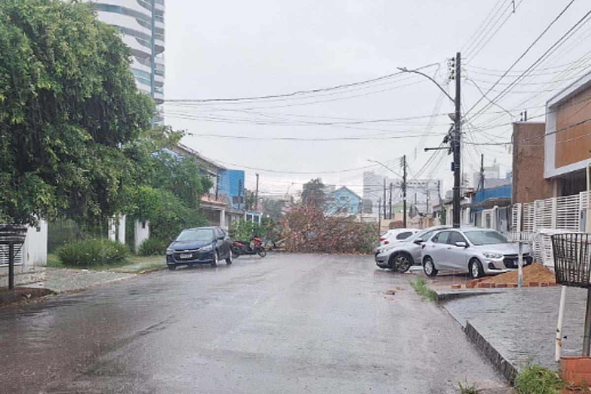 Período chuvoso aumenta alerta para risco de queda de árvores na capital