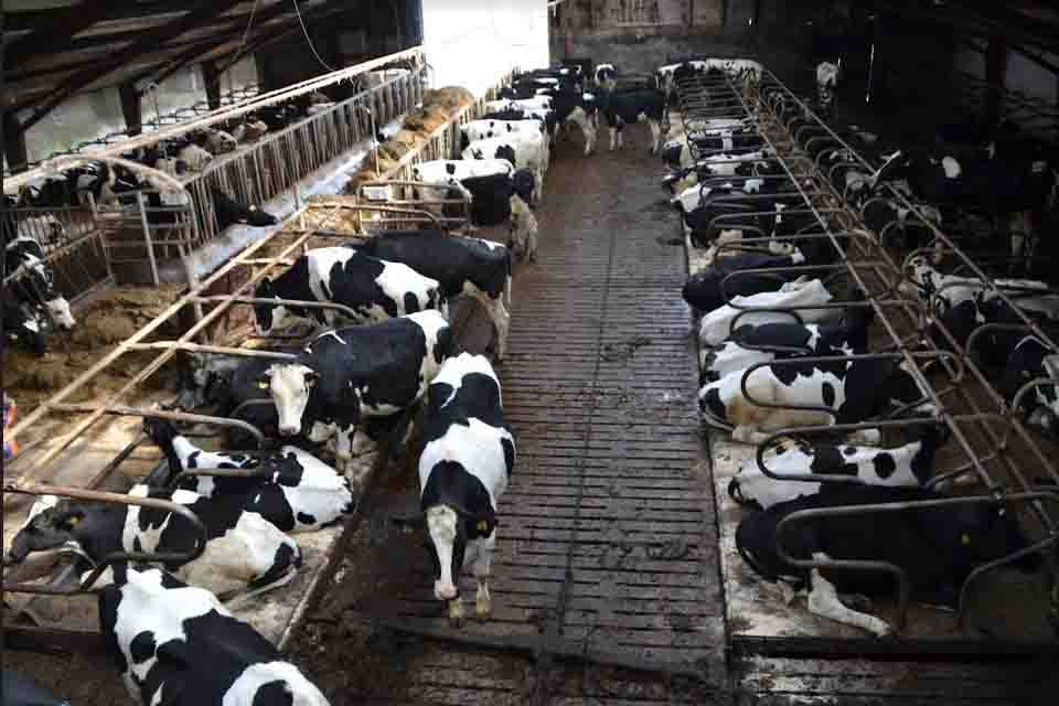 Custo elevado e descarte do leite são os prejuízos mais visíveis da mastite, doença que tira o lucro do produtor de leite