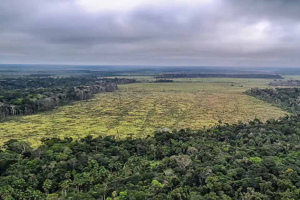 Desmatamento na Amazônia registra maior queda do ano em novembro; Rondônia entre os estados com aumento no índice de degradação ambiental