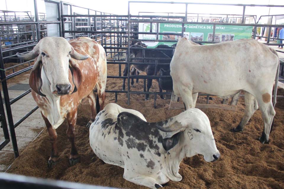 Animais de boa sanidade expostos na Feira mostram resultado do trabalho do Governo de Rondônia