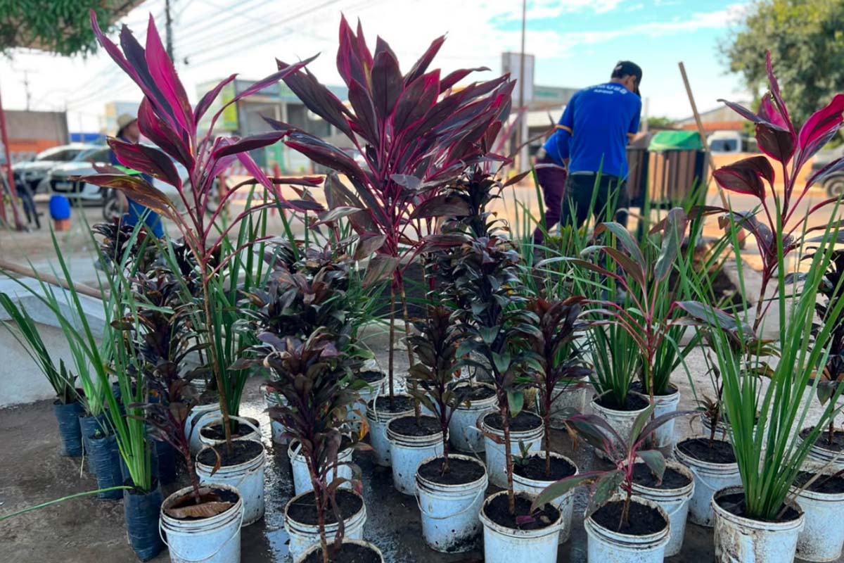 Plantio começa no primeiro Pocket Park de Porto Velho