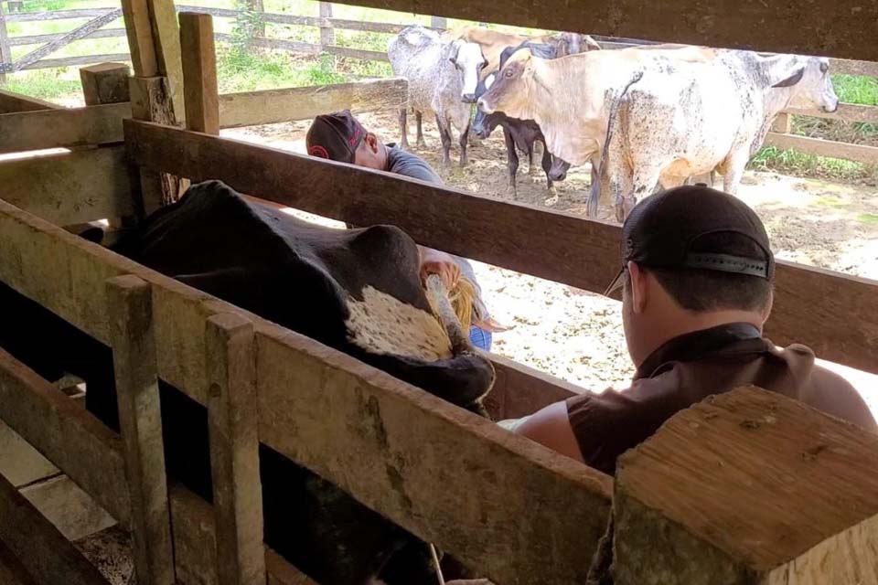 Semaic realiza inseminação artificial para melhoramento genético em bovino leiteiro 