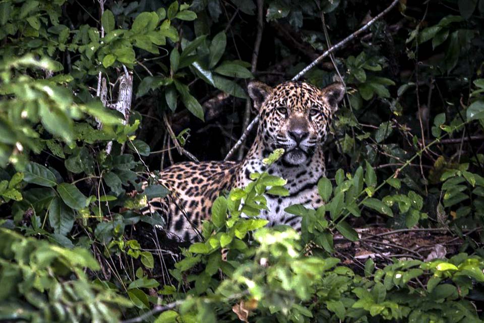 Amazônia: estudo mostra que onças estão em áreas ameaçadas pelo homem