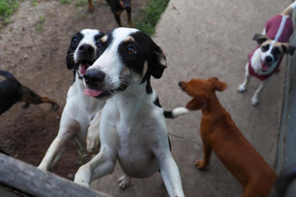 Feira de adoção de pets em Ji-Paraná é neste sábado, 6, na Praça de Pneus
