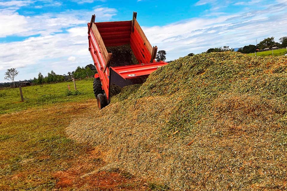 Produtores de leite da BR-429 adotam a silagem de capiaçu para arraçoamento do rebanho
