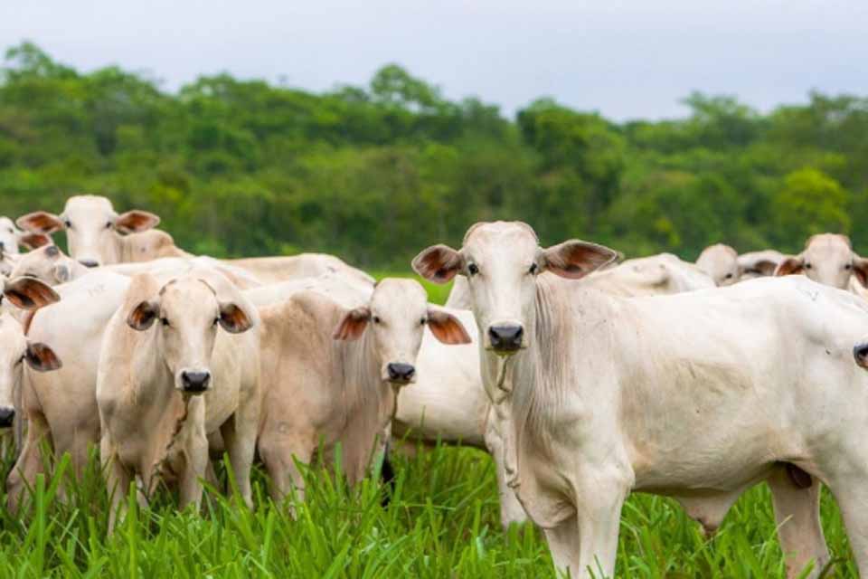 Porto Velho se consolida como potência pecuária; rebanho bovino chega a quase 1,8 milhão de cabeças