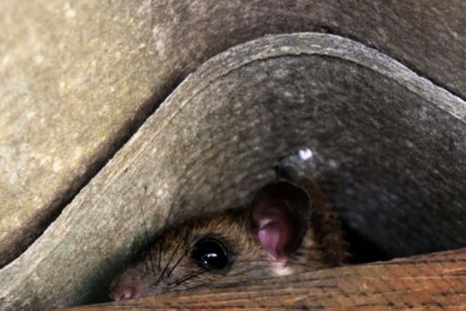 Professor Nazareno, o autor mais polêmico do Norte, escreve: 'O Brasil ainda cria ratos'