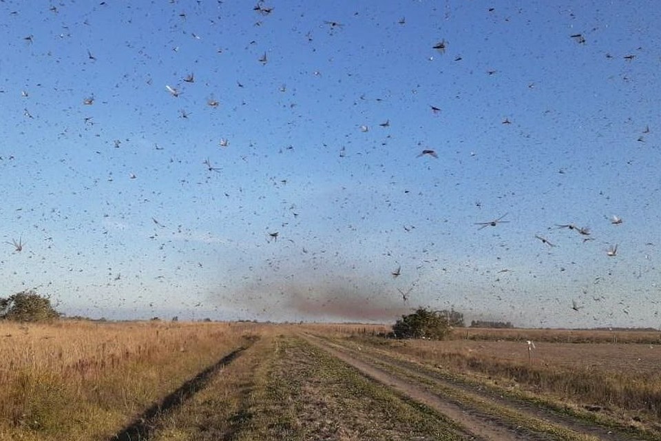 Nuvem de gafanhotos: governo declara emergência fitossanitária