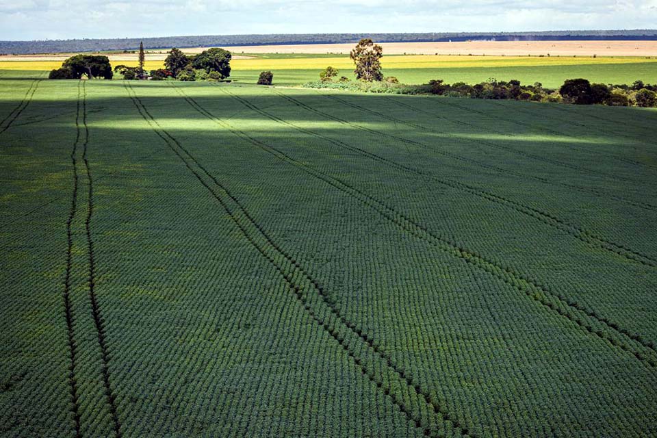 Valor da Produção Agropecuária deve chegar a R$ 1,227 trilhão este ano