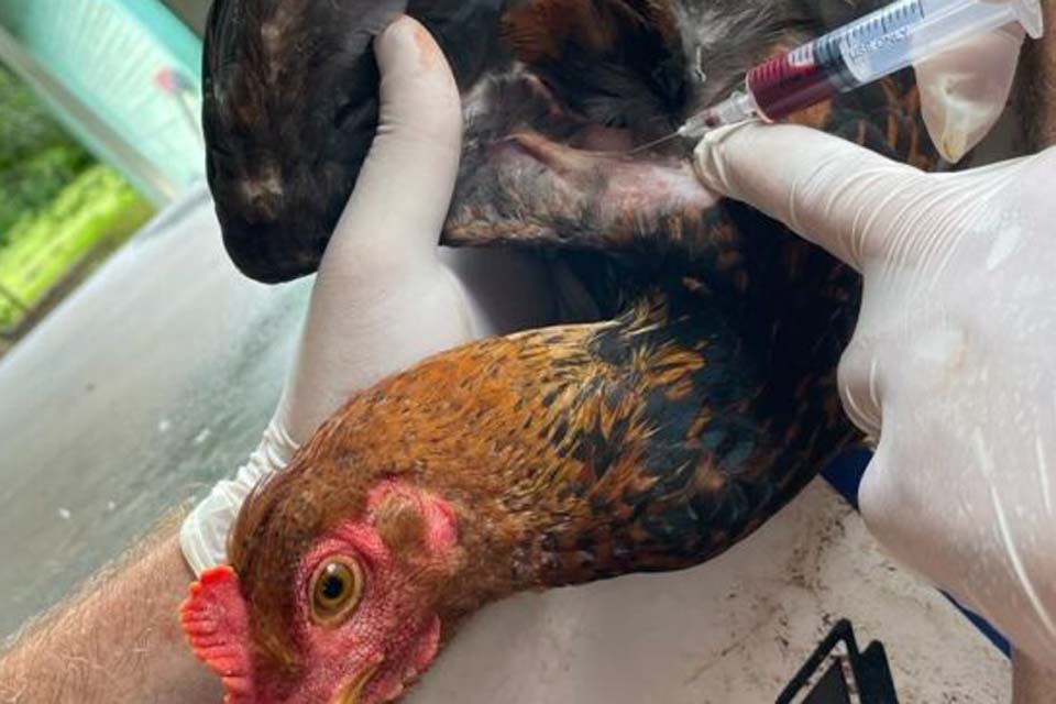 Governo do Estado de Rondônia realiza monitoramento contra influenza aviária 