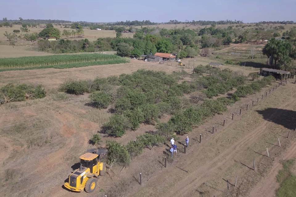 Laranjal infectado com cancro cítrico e destruído pelo Idaron