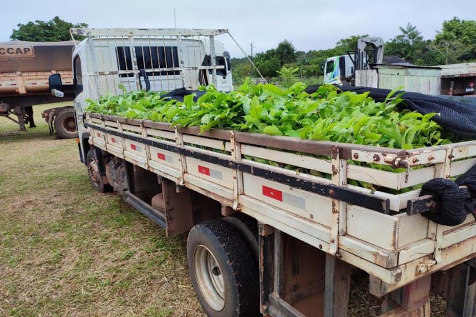 Programa “Plante Mais” atende município com mais de 75 mil mudas de cacau e café