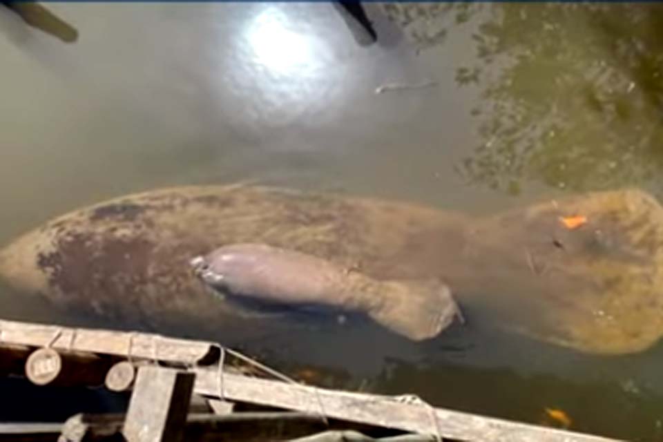 Nasce, em Alagoas, o 1º filhote de peixe-boi em recinto de aclimatação