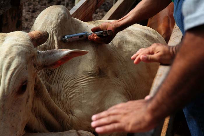 Mais de 975 mil animais devem ser vacinados contra a febre aftosa no Vale do Jamari