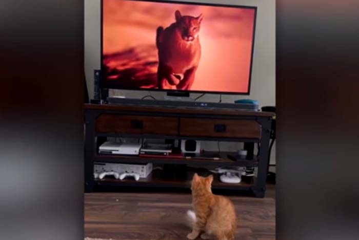Gato se assusta ao ver puma correndo em televisão 