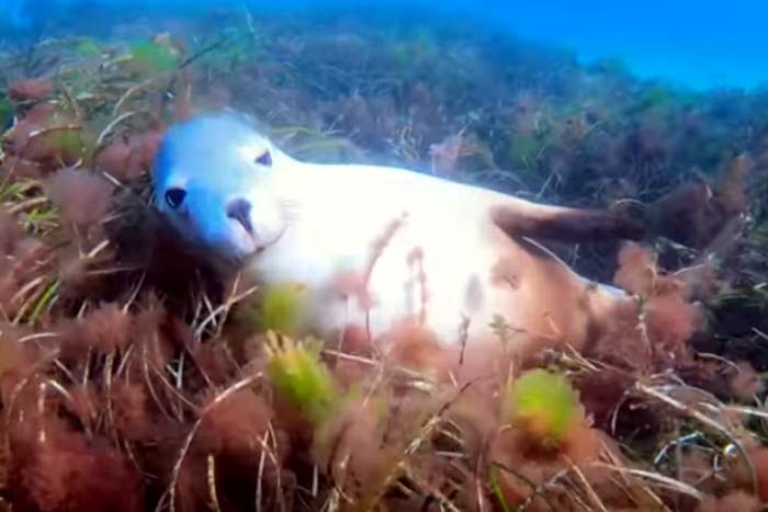 Mergulhador faz vídeo fofo de foca brincando em algas 