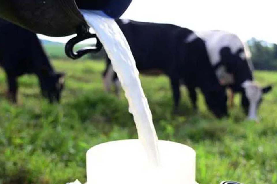 Pecuária de leite em Rondônia ganha reforço com início de projeto da Embrapa no programa Agroleite