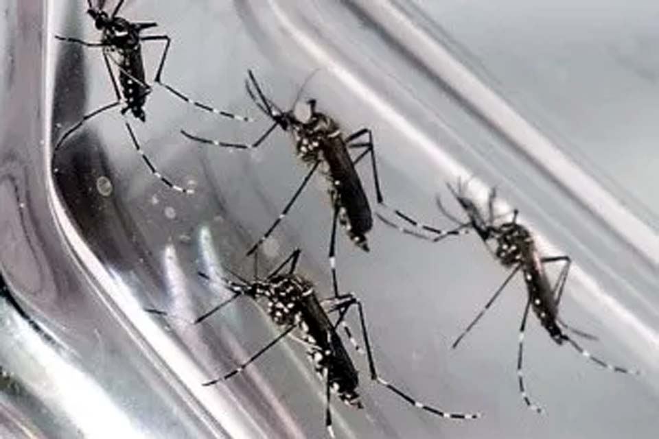 Exames de laboratórios privados indicam aumento de casos de dengue