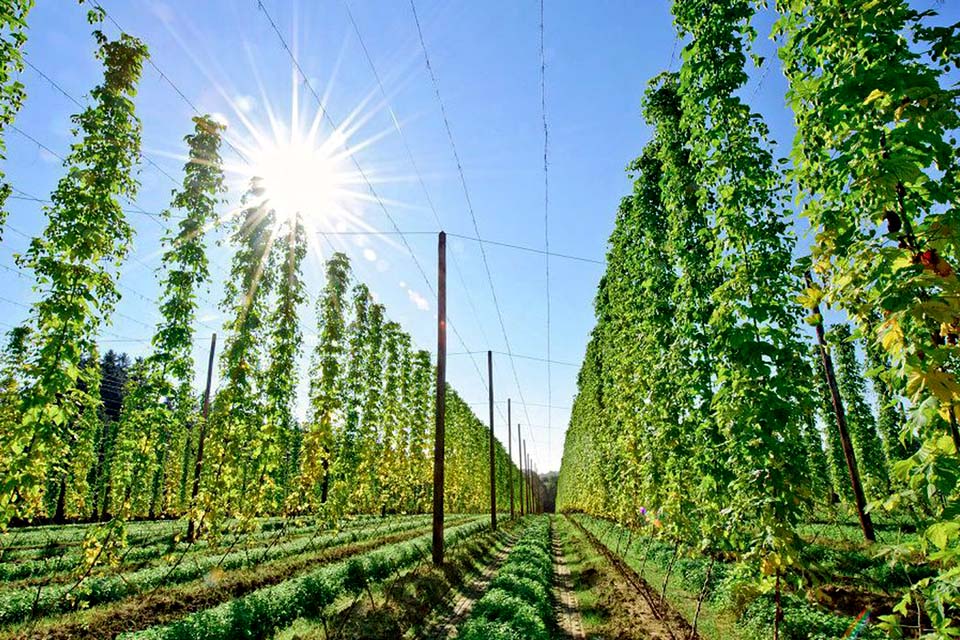 Embrapa testa bioinsumo para aumentar produção de lúpulo no Brasil