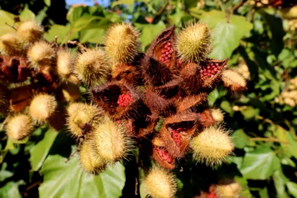 Governo de Rondônia incentiva cultivo de urucum fortalecendo tecnologias sustentáveis e manejo adequado da planta