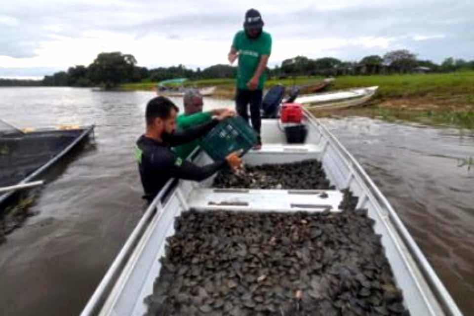 Projeto ambiental do governo resulta na soltura de 228 mil filhotes de tartaruga-da-Amazônia no Parque Estadual Corumbiara
