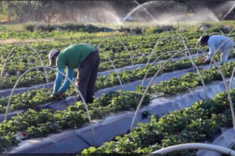 Crédito rural: desembolso chega a R$ 373,4 bilhões em onze meses
