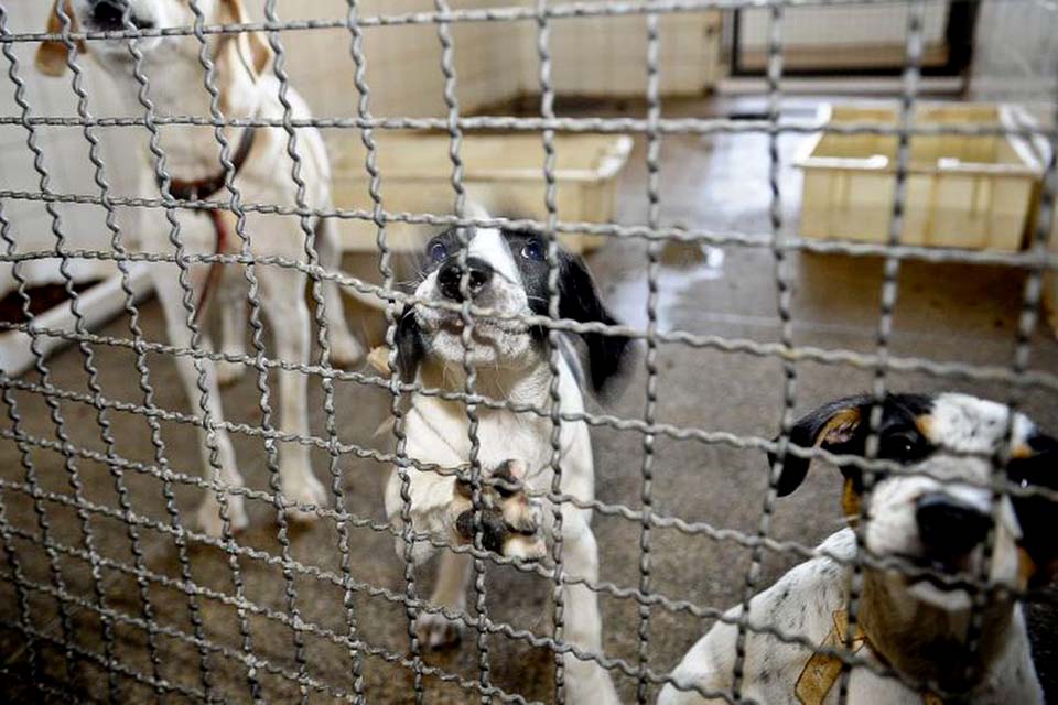 Adoção e abandono de animais domésticos aumentam durante a pandemia