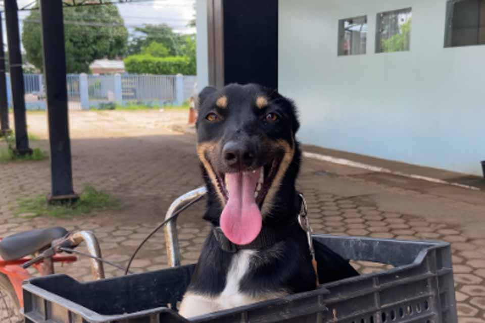 Mais de 90 pontos recebem vacinação antirrábica; ação reúne grande número de tutores na capital 